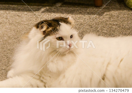 The Turkish Van is a native of Türkiye that loves to swim. The Turkish Van is a native of Türkiye that loves to swim. 134270479