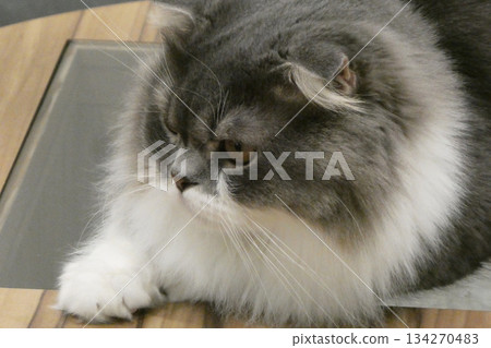 波斯貓、蘇格蘭折耳貓或福爾德克斯貓在寵物店裡放鬆休息 134270483