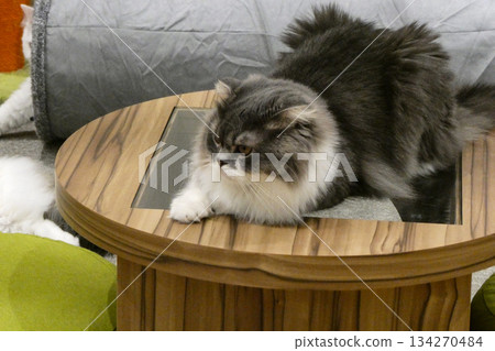 Persian cat or Scottish fold or Foldex relaxing in a pet shop Persian cat or Scottish fold or Foldex relaxing in a pet shop 134270484
