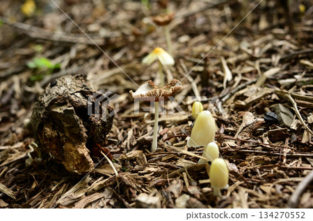 Small mushrooms growing in clusters on the forest floor 134270552