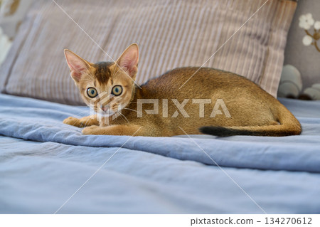 Portrait of wild colored Abyssinian cat, three month old kitten in a home 134270612