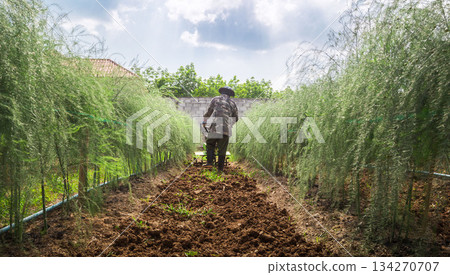 Farmer with ploughs ground in sunny day.  preparing land with seedbed cultivator as part of pre seeding activities in early spring season of agricultural works at farmlands. 134270707
