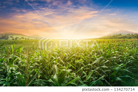 green corn field in agricultural garden and light shines sunset in the evening Mountain background. 134270714