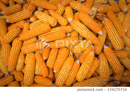 Beautiful Ripe yellow corn. Corn and Grain Handling or Harvesting Terminal. 134270716
