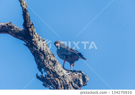 Eastern Chanting Goshawk in the Serengeti Eastern Chanting Goshawk in the Serengeti 134270910