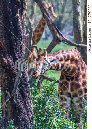Rothchild Giraffe in th Lake Nakuru national park Rothchild Giraffe in th Lake Nakuru national park 134270911