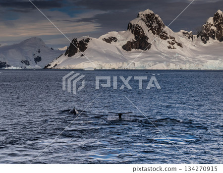 Antarctic landscape with diving humpback whales 134270915