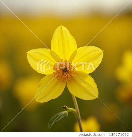 AI generated Highresolution photograph capturing symmetrical flower with detailed stamens 134271052