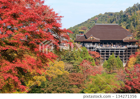 京都的秋天：清水寺與清水舞台（京都府京都市東山區） 134271356