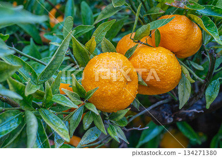 Fresh Oranges Branch Fresh Oranges Branch 134271380