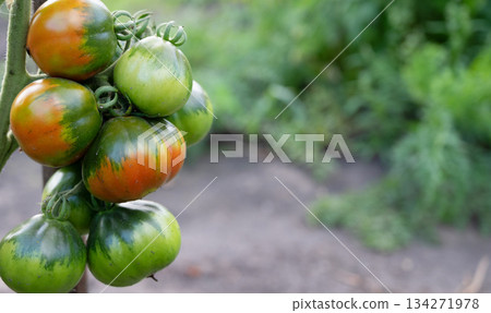 Cluster of Unripe Tomatoes Hanging from a Plant in a Garden on a Bright Morning 134271978