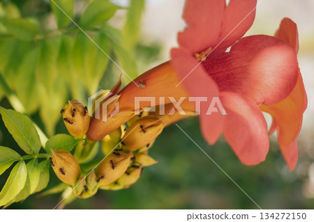 Vibrant tropical vine flower close-up, showing rich pink or magenta petals Vibrant tropical vine flower close-up, showing rich pink or magenta petals 134272150