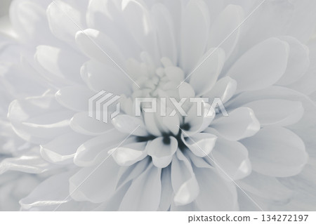 White floral abstract texture background created from soft, unfocused chrysanthemum petals White floral abstract texture background created from soft, unfocused chrysanthemum petals 134272197