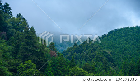 Deep forest landscape shrouded in mist 134272339
