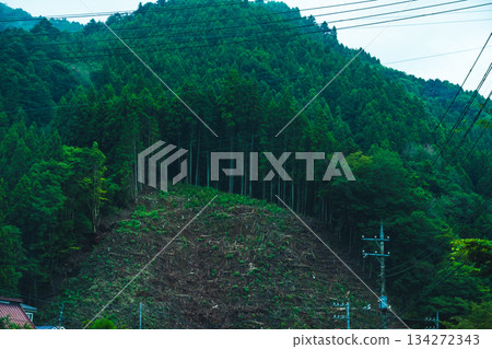 Green slopes after deforestation 134272343