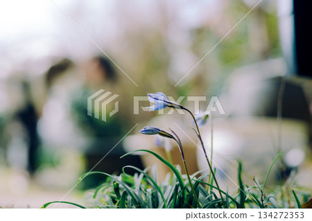 Spring blue flowers 134272353