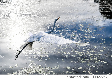 Shirasagi的飛行 134272370