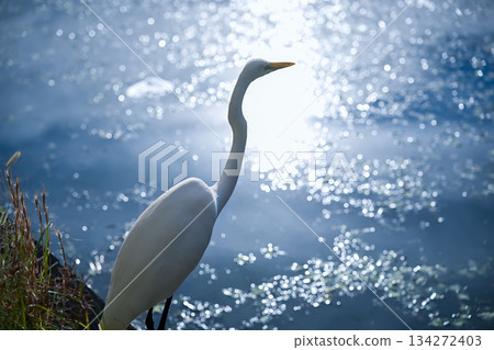 An egret standing by the water and its reflection on the water surface An egret standing by the water and its reflection on the water surface 134272403