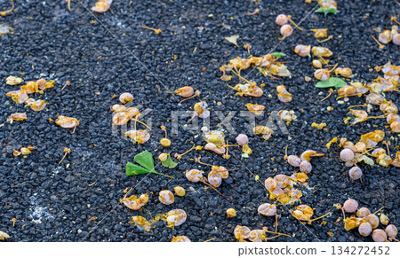 Rotten ginkgo fruit and leaves 134272452