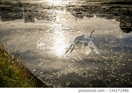 白鷺鷥飛過水面 白鷺鷥飛過水面 134272466