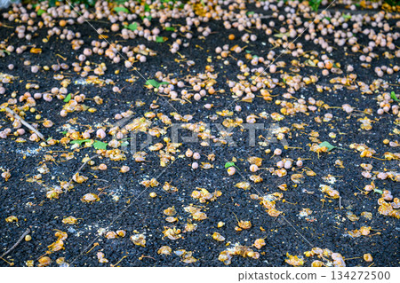 銀杏果實散落在地上 134272500