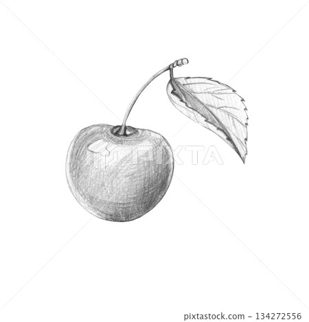 Simple graphite pencil drawing of single cherry berry with stem and leaf. Realistic botanical sketch is isolated on white background. Illustration for healthy food concepts, labels, and rustic design 134272556