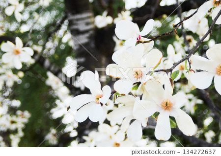 在北海道的一個公園裡盛開的 Kobusi 花 在北海道的一個公園裡盛開的 Kobusi 花 134272637