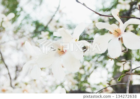 Kobusi flowers blooming in a park in Hokkaido Kobusi flowers blooming in a park in Hokkaido 134272638