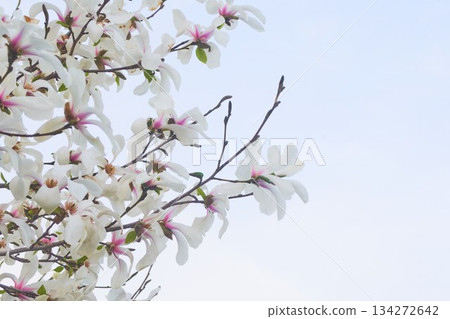 Kobusi flowers blooming in a park in Hokkaido 134272642