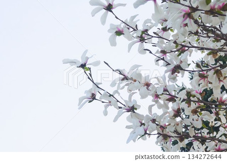 Kobusi flowers blooming in a park in Hokkaido 134272644