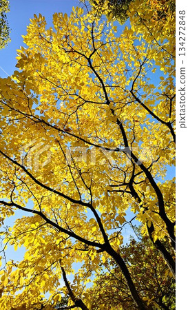 Fall landscape Fall landscape 134272848