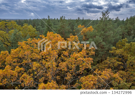 Autumn forest canopy under dramatic cloudy sky. 134272996