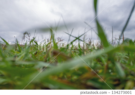 Closeup ground level view of grass blades outdoors. Closeup ground level view of grass blades outdoors. 134273001
