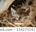 Adorable tabby kitten 134273141