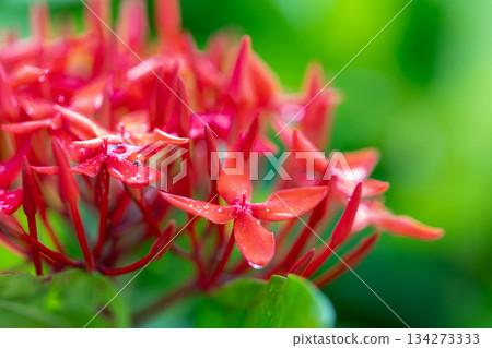 A macro lens captured a close-up of the bright red Ixora flowers after the rain. A macro lens captured a close-up of the bright red Ixora flowers after the rain. 134273333