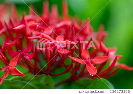 微距鏡頭捕捉下過雨後,鮮紅色的龍船花特寫 134273336