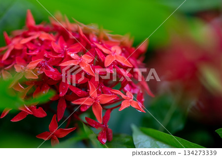 微距鏡頭捕捉下過雨後,鮮紅色的龍船花特寫 134273339