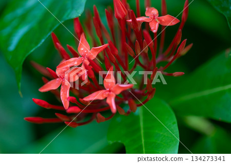 A macro lens captured a close-up of the bright red Ixora flowers after the rain. A macro lens captured a close-up of the bright red Ixora flowers after the rain. 134273341