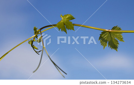 Grape vine and leaves againt blue sky Grape vine and leaves againt blue sky 134273634