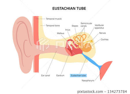 Ear anatomy poster 134273784