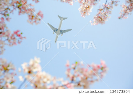 Cherry blossom frame and airplane Cherry blossom frame and airplane 134273804