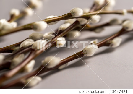 Spring background. Bunch of pussy willow branches twigs, copy space 134274211