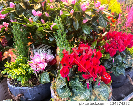 Red azalea and pink cyclamen display in a flower shop Red azalea and pink cyclamen display in a flower shop 134274252
