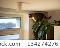 Curious domestic cat enjoys walking on white wall cabinet in kitchen near potted house plants. 134274276