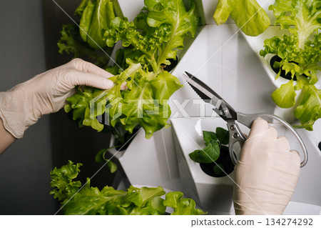 Close-up of home gardener cutting fresh lettuce from vertical hydroponic system, revealing sustainable urban farming method with efficient crop cultivation technique. Concept of home gardening. Close-up of home gardener cutting fresh lettuce from vertical hydroponic system, revealing sustainable urban farming method with efficient crop cultivation technique. Concept of home gardening. 134274292