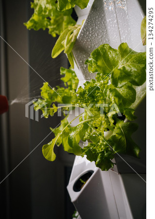 Green lettuce growing in modern vertical hydroponic system, gardener praying water onto plant rows, demonstrating sustainable urban agriculture, close-up. Concept of urban farming. Green lettuce growing in modern vertical hydroponic system, gardener praying water onto plant rows, demonstrating sustainable urban agriculture, close-up. Concept of urban farming. 134274295
