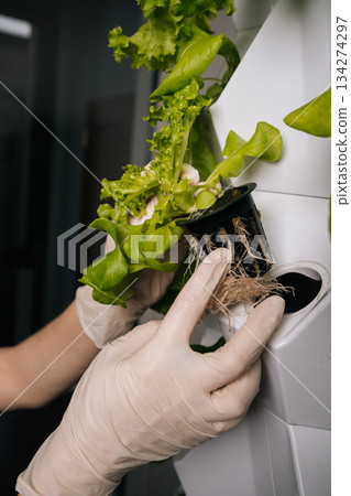 Close-up hands of home gardening enthusiast transferring hydroponic green oak lettuce seedling into vertical farming rack, highlighting precision agricultural technology and sustainable growing method Close-up hands of home gardening enthusiast transferring hydroponic green oak lettuce seedling into vertical farming rack, highlighting precision agricultural technology and sustainable growing method 134274297