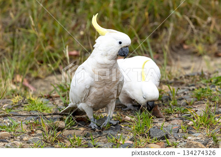 A Sulphur Crested Cockatoo walking on the ground looking for food 134274326