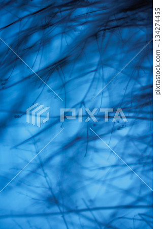 Soft blurred shapes in deep blue tones create a dark atmospheric mood in this abstract bokeh backplate. 134274455