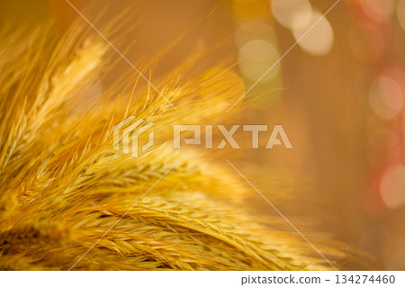 Close up view of ripe wheat ears associated with traditional Ukrainian Christmas rituals. Close up view of ripe wheat ears associated with traditional Ukrainian Christmas rituals. 134274460